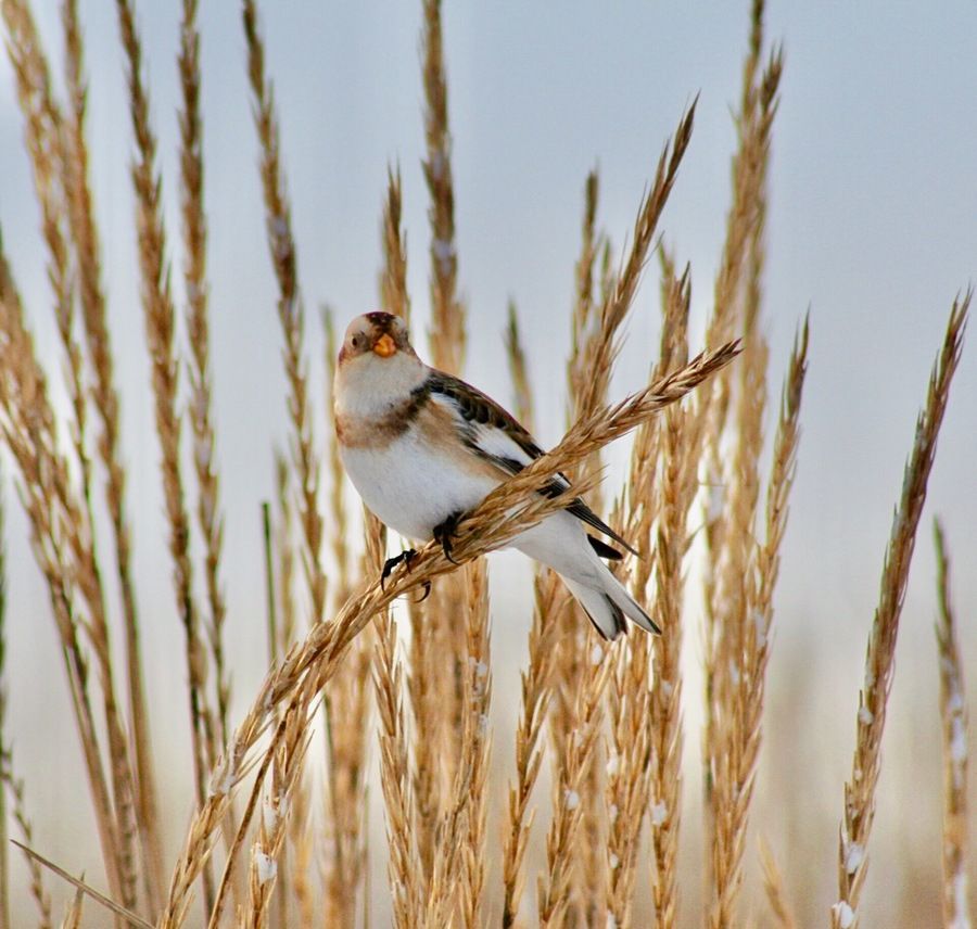 Snow Bunting - plectrophenax nivalis.jpg by John Haslam is licensed under CC BY 2.0
